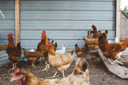 Fowl Play: How Hydrogen Peroxide is Changing Poultry Farming