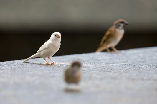 Bird Man of Alcatraz: Stroud's Innovative Bird Health Methods